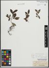 Foto von Salix appendiculata Vill.